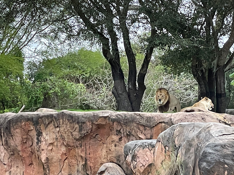 The Lion King on Safari 2