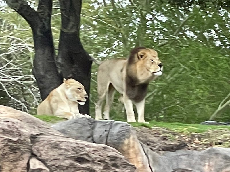 The Lion King on Safari